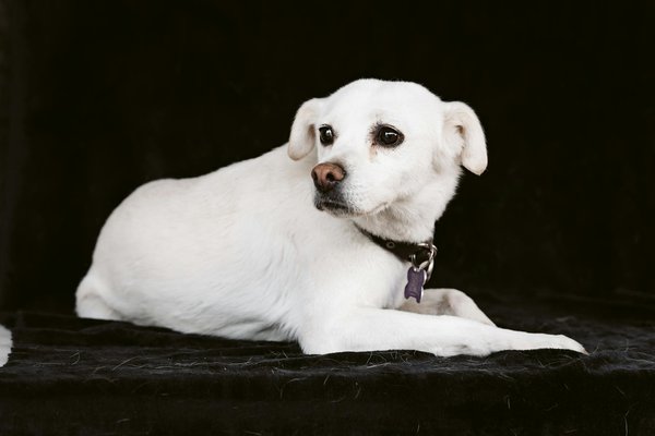 Quand est-il temps d'emmener votre chat à la clinique