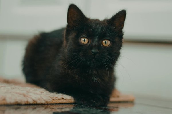 Nouvelles Régulations pour Voyage avec Animaux de Compagnie : Ce que Vous Devez Savoir