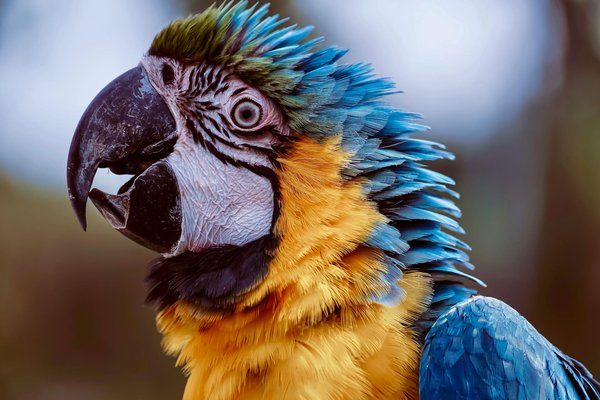 Techniques de dressage pour empêcher votre chat de griffer les meubles