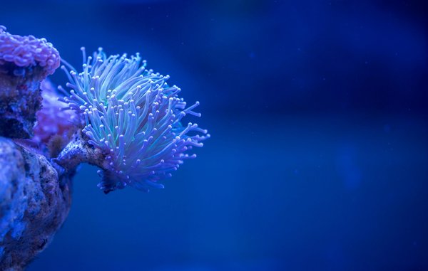 Faux coraux : embellissez votre aquarium en toute simplicité
